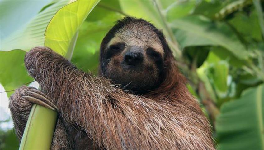 Io non ho fretta, sono un bradipo! Io non ho fretta, sono un bradipo!